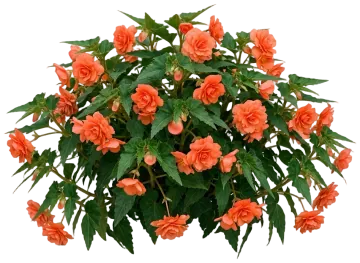 Orange Tuberous Begonia cut-out illustration
