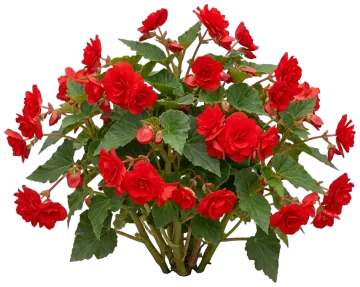 Nonstop Red Begonia cut-out illustration