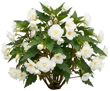 White Tuberous Begonia cut-out illustration