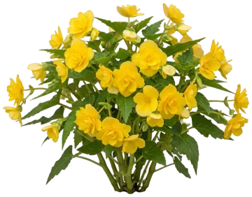 Yellow Tuberous Begonia cut-out illustration