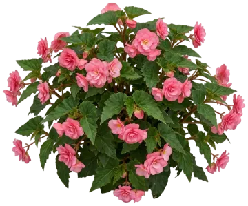 Tuberous Begonia cut-out illustration