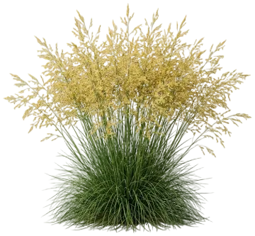 Tufted Hairgrass cut-out illustration