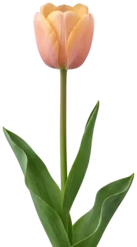 Apricot Pride Darwin Hybrid Tulip cut-out illustration