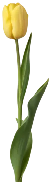 Spring Green cut-out illustration