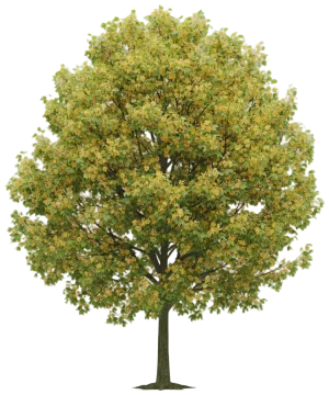 Tulip Tree cut-out illustration