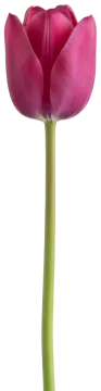 Tulip cut-out illustration