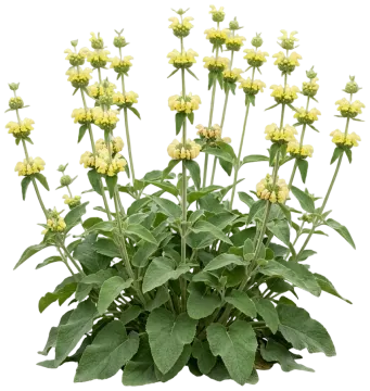 Turkish Sage cut-out illustration