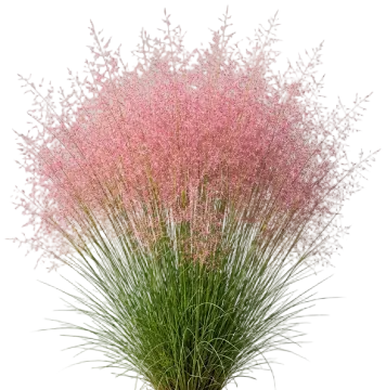 Undaunted Muhly Grass cut-out illustration