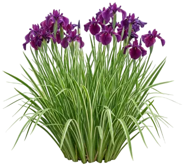 Variegated Japanese Water Iris cut-out illustration