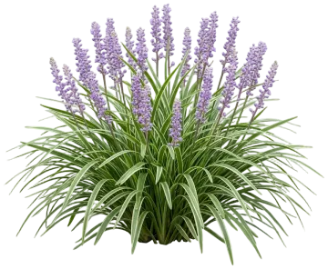 Variegated Lilyturf cut-out illustration