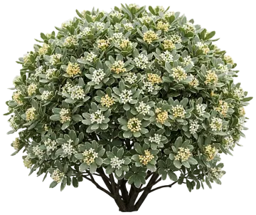 Variegated Pittosporum cut-out illustration