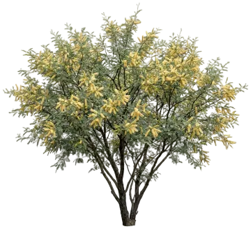 Velvet Mesquite cut-out illustration
