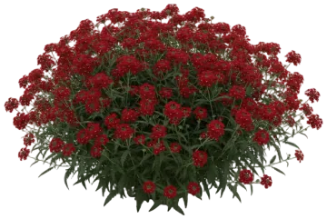 Coral Verbena cut-out illustration