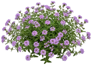 Lavender Verbena cut-out illustration