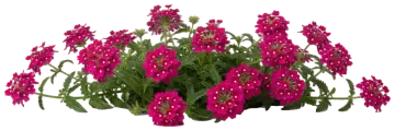 Magenta Verbena cut-out illustration
