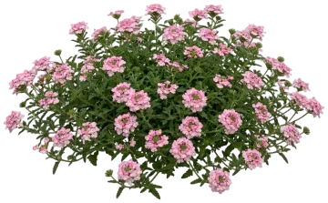 Pink Bicolor cut-out illustration