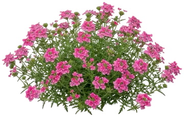 Pink Verbena cut-out illustration