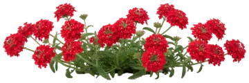 Red Verbena cut-out illustration