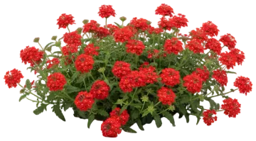 Scarlet Verbena cut-out illustration
