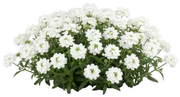 White Verbena cut-out illustration