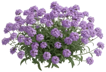 Verbena cut-out illustration