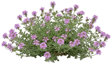 Goodding's Verbena cut-out illustration