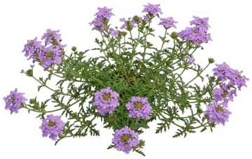 Prairie Verbena cut-out illustration