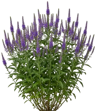 Purpleicious cut-out illustration