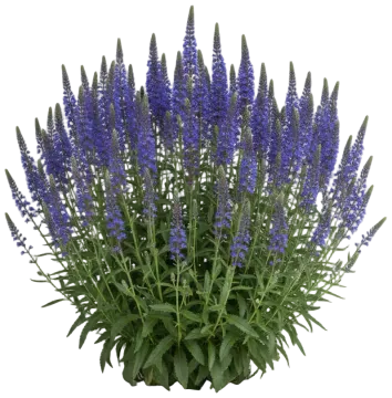 Royal Candles cut-out illustration