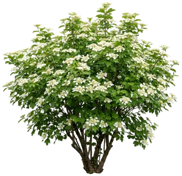 American Cranberrybush Viburnum cut-out illustration