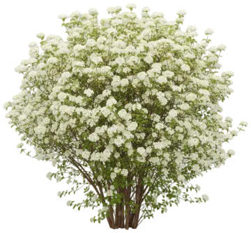 Blackhaw cut-out illustration
