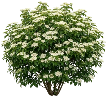 Blue Blaze Viburnum cut-out illustration