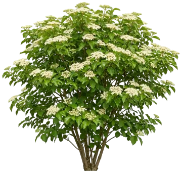 Blue Muffin Viburnum cut-out illustration
