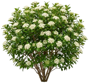 Brandywine Viburnum cut-out illustration