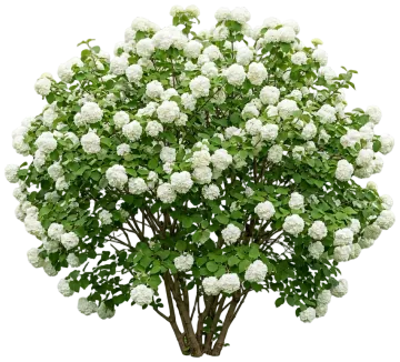 Chinese Snowball Viburnum cut-out illustration