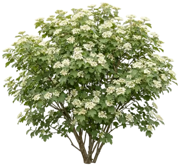 Mapleleaf Viburnum cut-out illustration