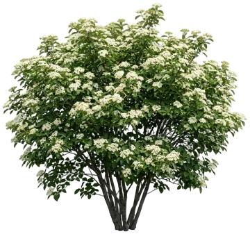 Nannyberry Viburnum cut-out illustration
