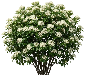 Possumhaw Viburnum cut-out illustration