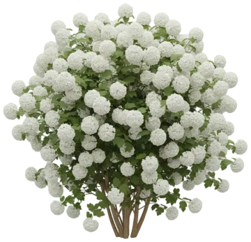 European Snowball cut-out illustration