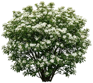 Walter's Viburnum cut-out illustration