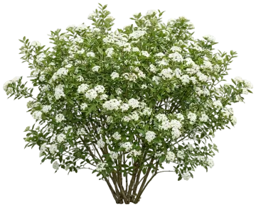 Witherod Viburnum cut-out illustration