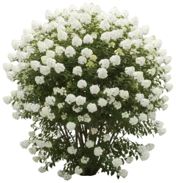 Viburnum cut-out illustration