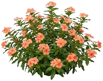 Apricot Vinca cut-out illustration