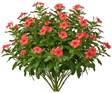 Coral Vinca cut-out illustration