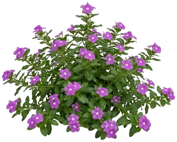 Purple Vinca cut-out illustration