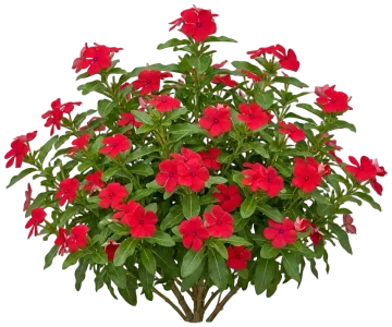 Red Vinca cut-out illustration