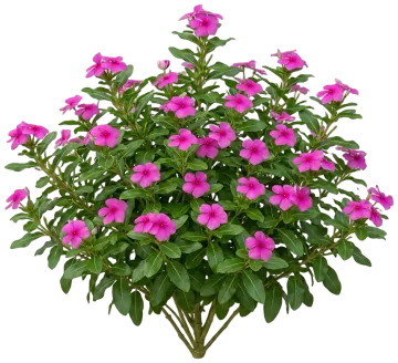 Rose Vinca cut-out illustration