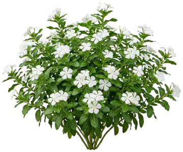 White Vinca cut-out illustration
