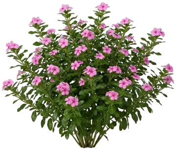 Vinca cut-out illustration