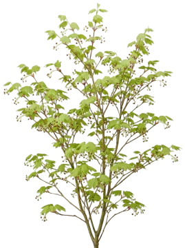 Vine Maple cut-out illustration